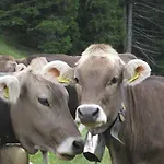 Gaestehaus Bergfrieden 博尔斯特尔朗