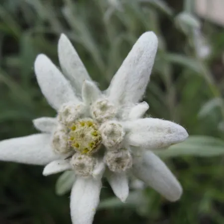 Gaestehaus Bergfrieden * בולסטרלאנג