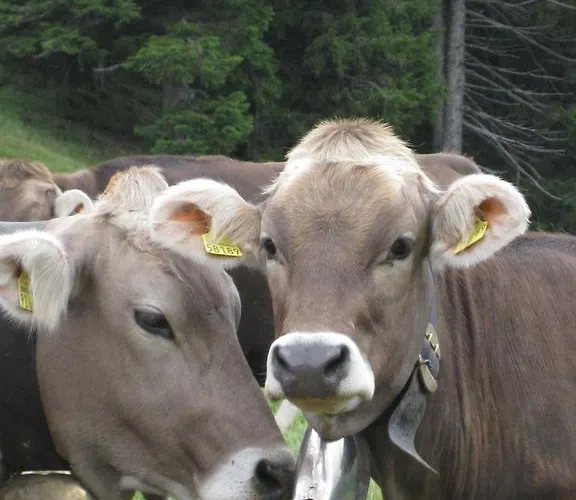 Bergfrieden Bolsterlang